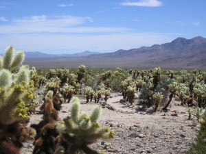 Joshua-Tree-National-Park-300x225